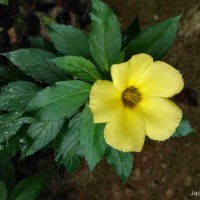 Turnera ulmifolia L.